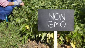 Для защиты от ГМО поставляемое в Россию зерно будут стерилизовать